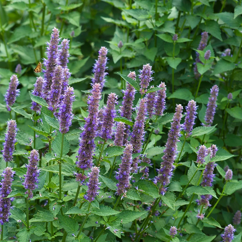 [0818] AGASTACHE FOENICULUM (Caduc, 50/100)