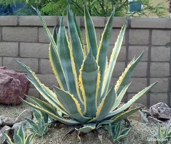 [0828] AGAVE AMERICANA VARIEGATA (Persistant, 100/150)