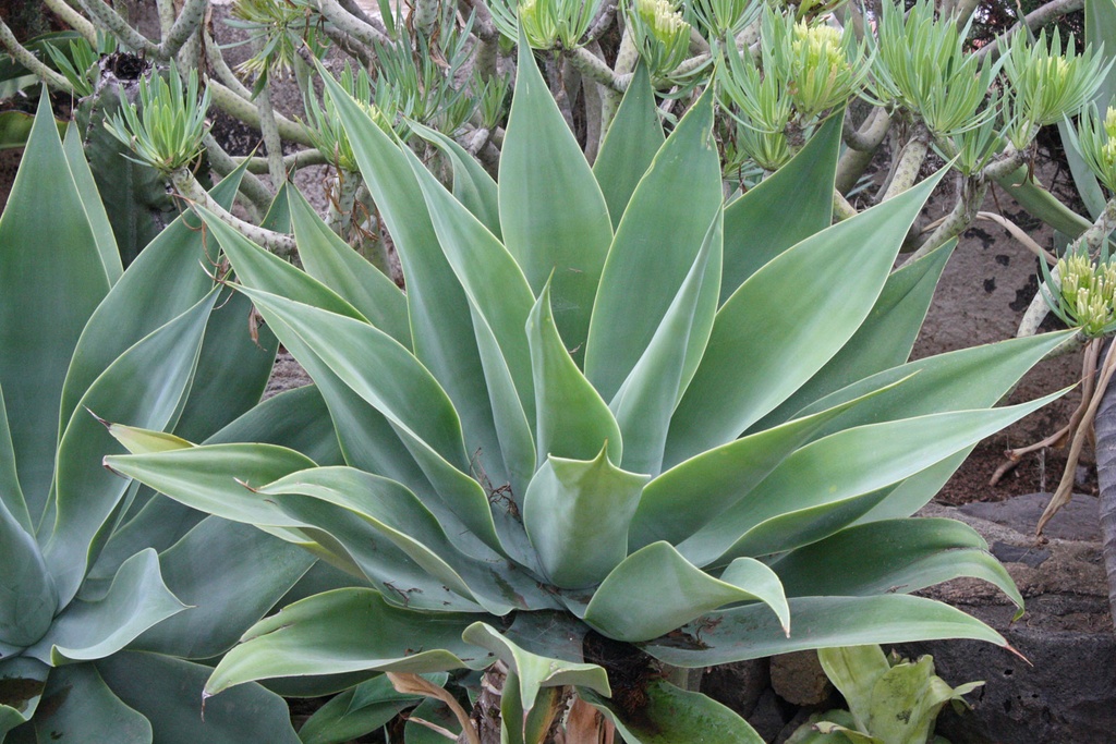[0832] AGAVE ATTENUATA (Persistant, 100/150)