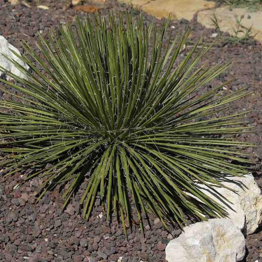 [0837] AGAVE GEMINIFLORA (Persistant, 50/100)