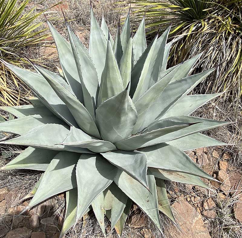 AGAVE HAVARDIANA