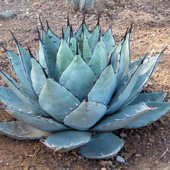 [0852] AGAVE PARRYI NEOMEWICANA (Persistant, 50/100)