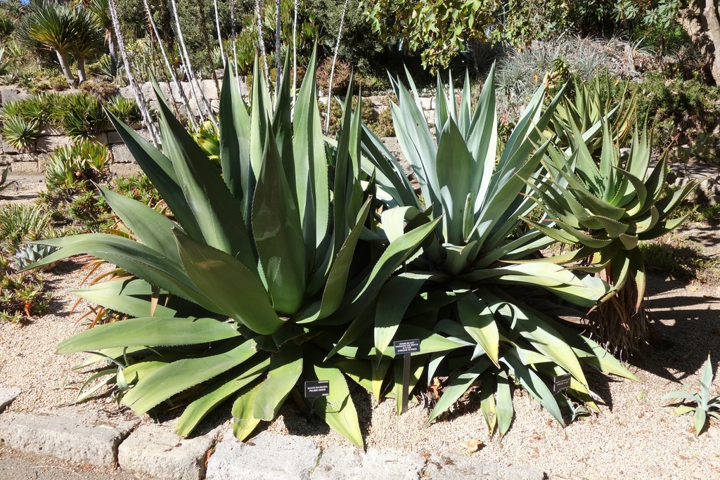 [0853] AGAVE SALMANIA (Persistant, 100/150)