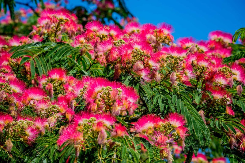 ALBIZIA JULIBRISSIN (ROSA) - TIGE