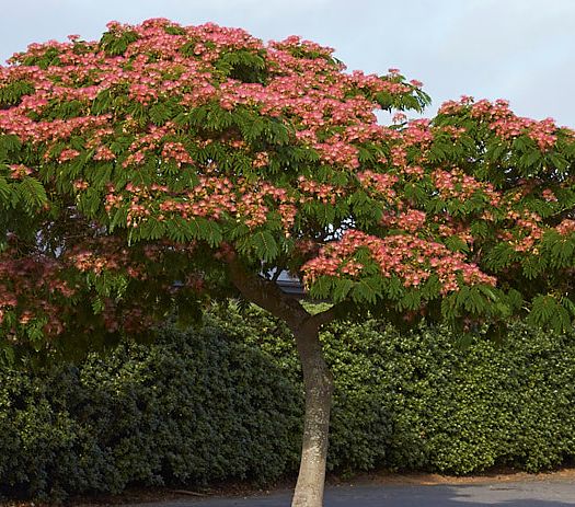 [0924] ALBIZIA JULIBRISSIN OMBRELLA (ROSSO) - TIGE (Caduc, 5 à 10 m)