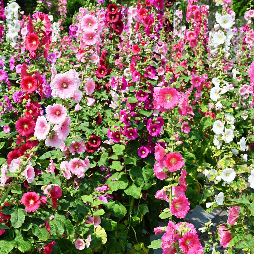 [0960] ALCEA ROSEA VARIÉ (SIMPLE) (Caduc, 150/200)