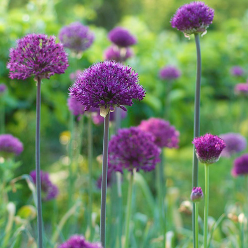 ALLIUM AFLATUNENSE PURPLE SENSATION
