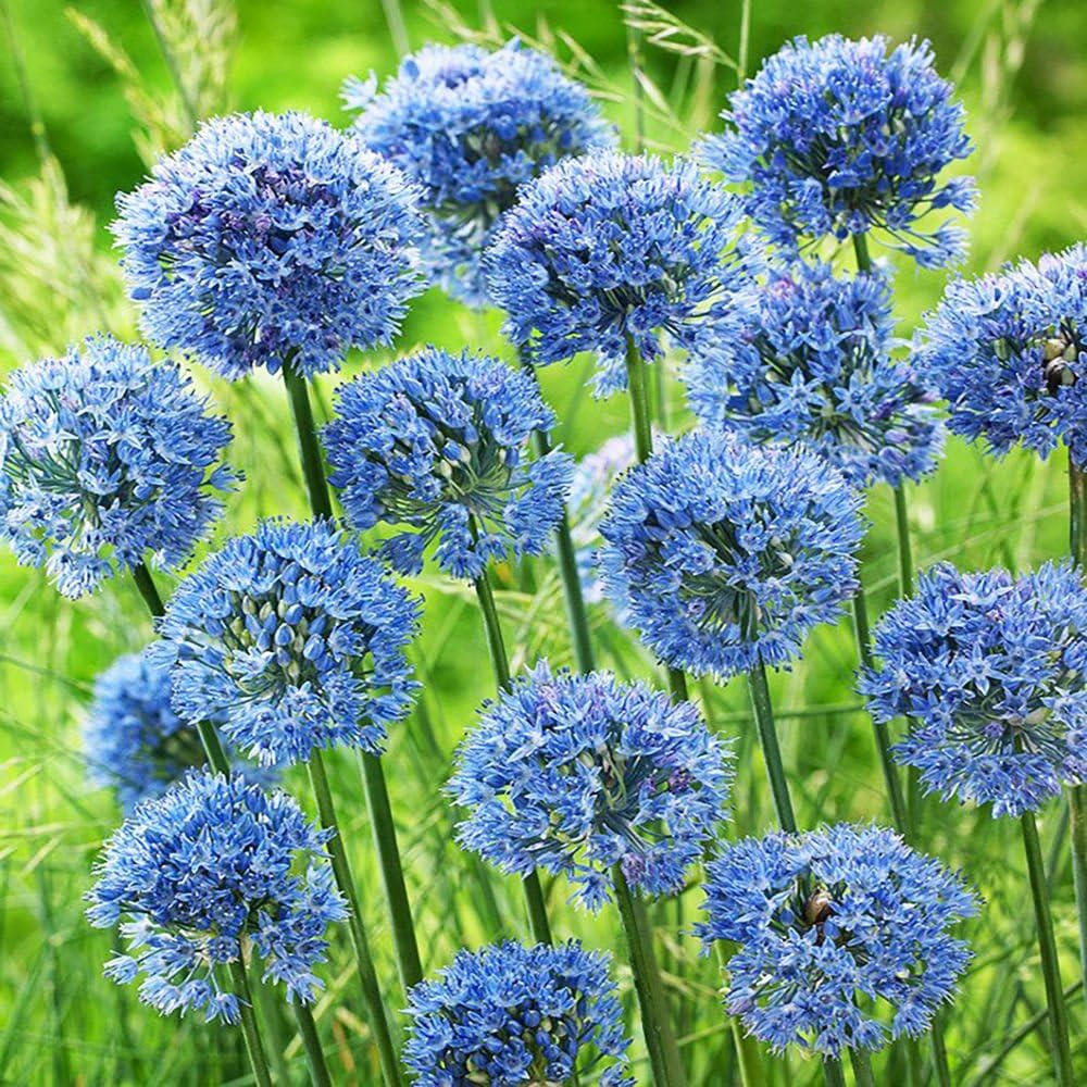 ALLIUM CAERULEUM