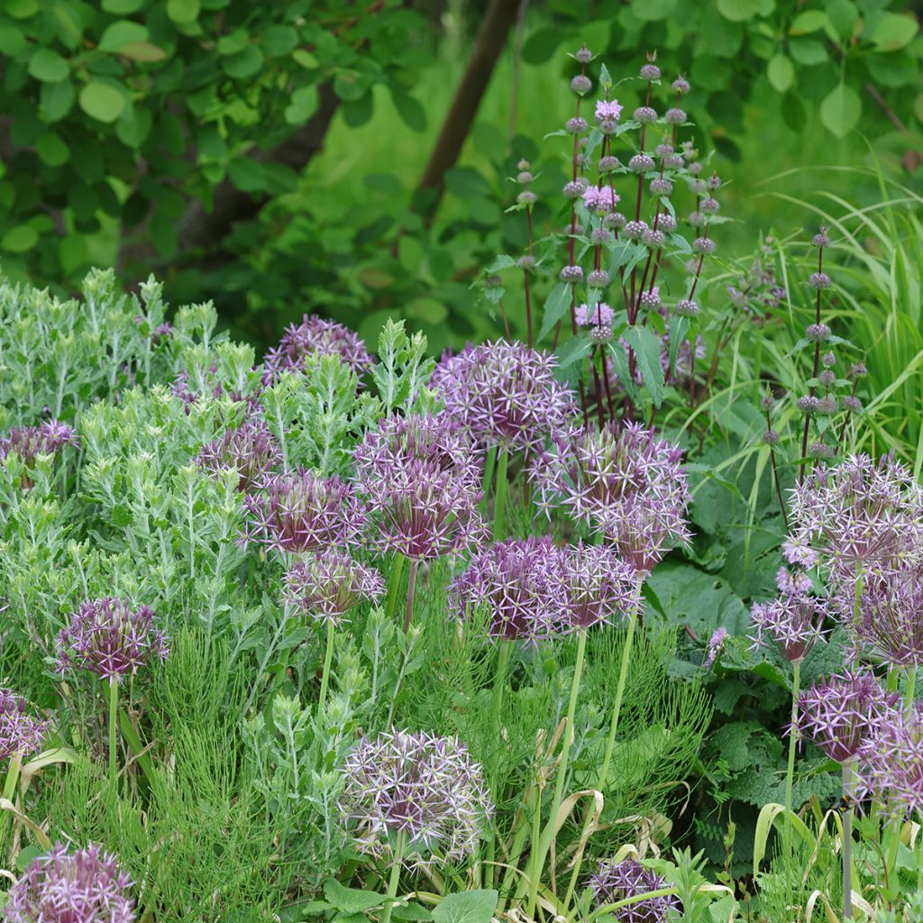 [0971] ALLIUM CHRISTOPHII (Caduc, 50/100)