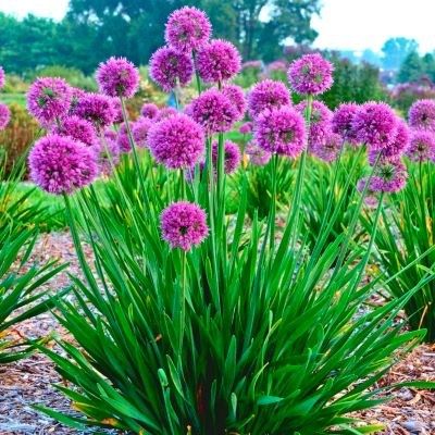 ALLIUM LAVENDER BUBBLES