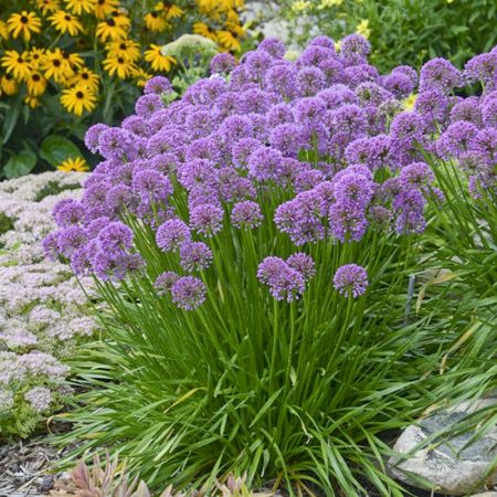 [0983] ALLIUM MILLENIUM (Caduc, 50/100)
