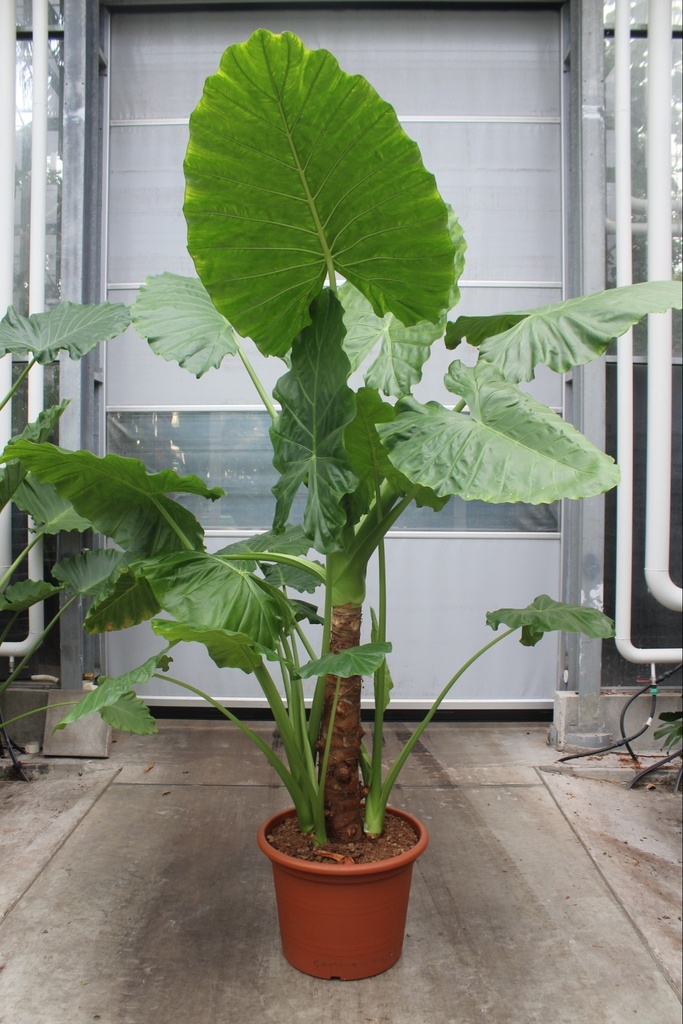 [1025] ALOCASIA MACRORRHIZA (Persistant, 150/200)