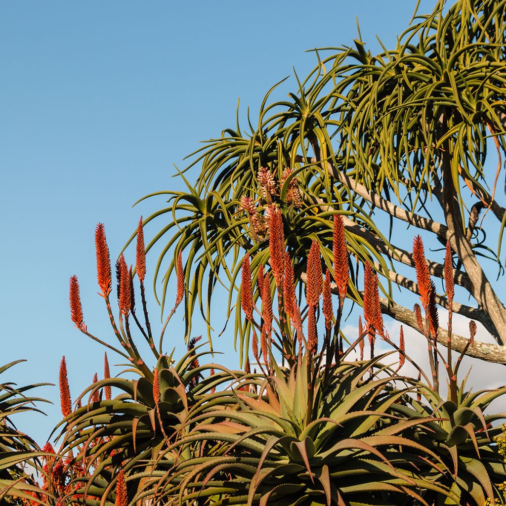 [1047] ALOE BAINESII - TRONC (Persistant, 5 à 10 m)