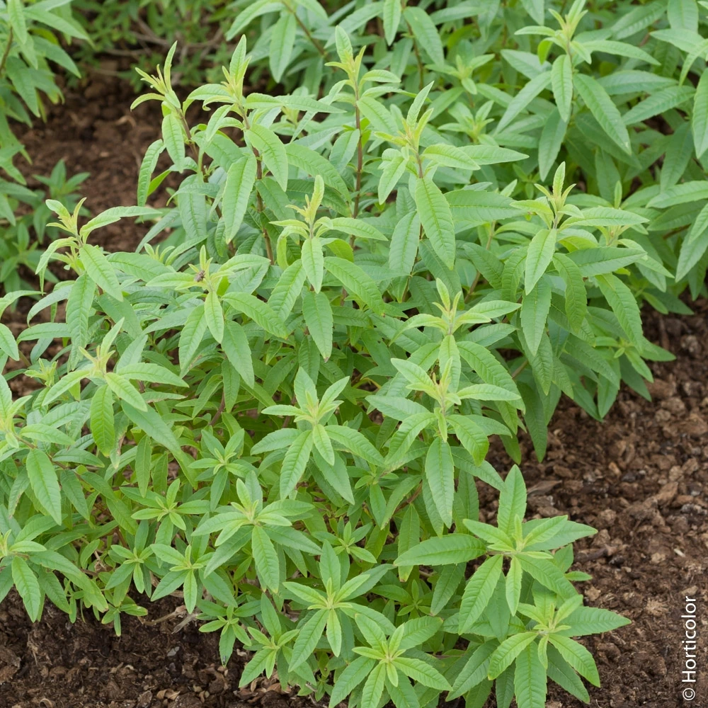 [1052] ALOYSIA CITRODORA (VERVEINE CITRONNELLE) (Caduc, 100/150)