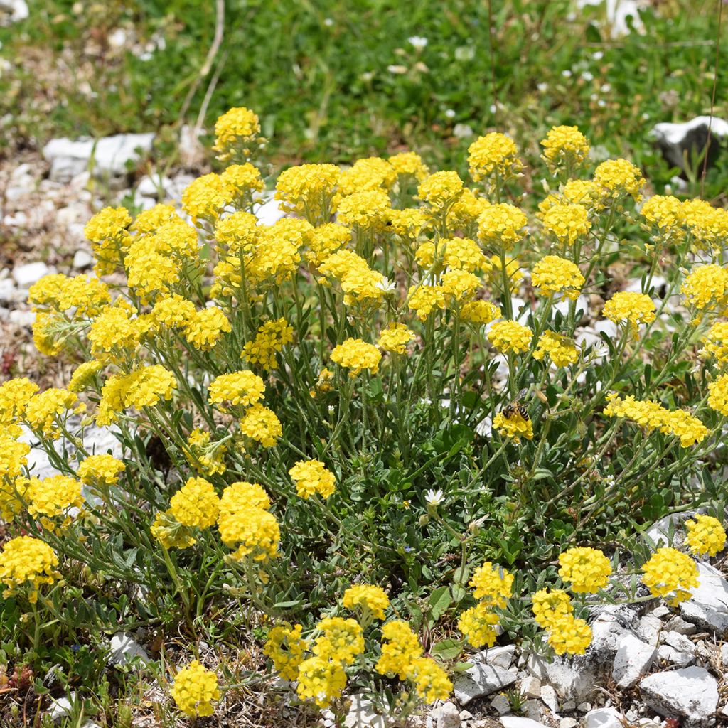 ALYSSUM MONTANUM
