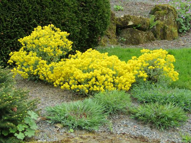 [1059] ALYSSUM SAXATILE (Caduc, 20/50)