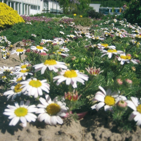 ANACYCLUS DEPRESSUS
