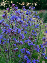 [1088] ANCHUSA DROPMORE (Caduc, 50/100)