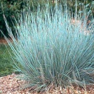 ANDROPOGON SCOPARIUM PRAIRIE BLUES