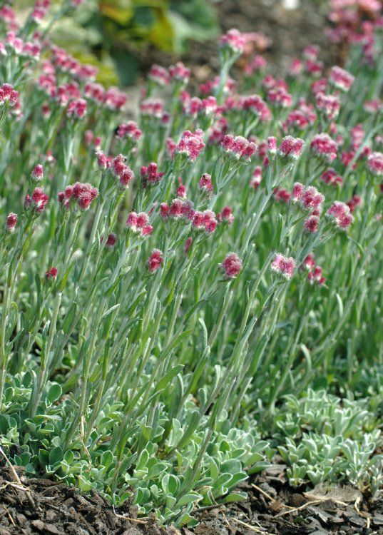 ANTENNARIA DIOICA