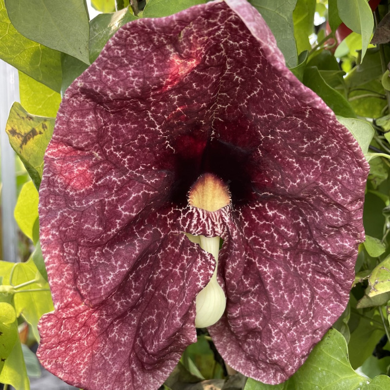 ARISTOLOCHIA GRANDIFLORA (GIGANTEA) - GRIMPANTE