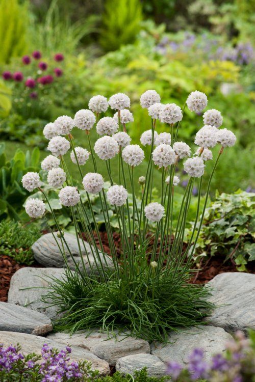 [1251] ARMERIA MARITIMA