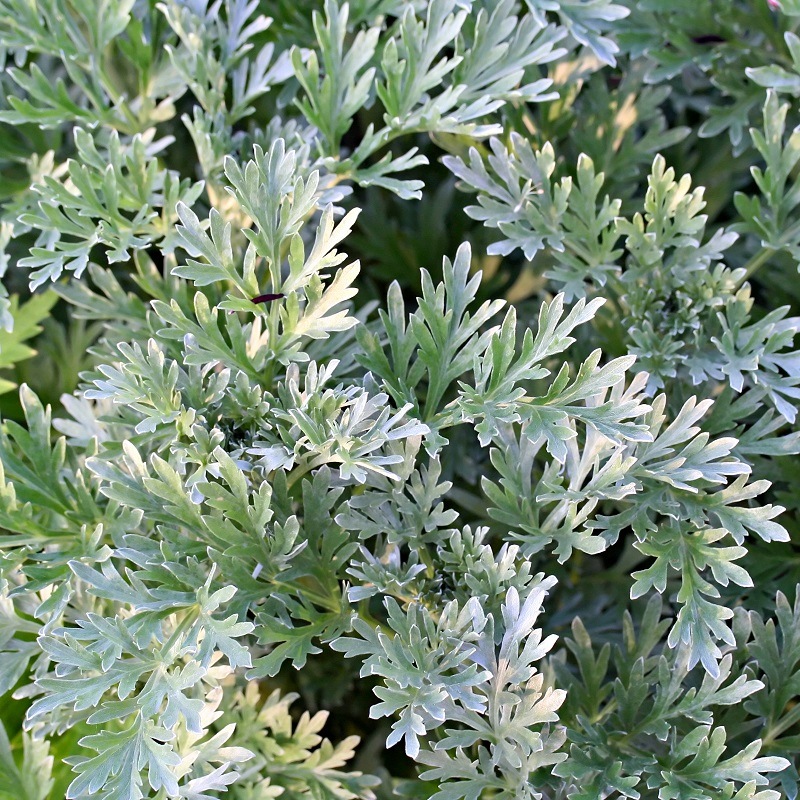 [1269] ARTEMISIA ABSINTHIUM (Caduc, 50/100)