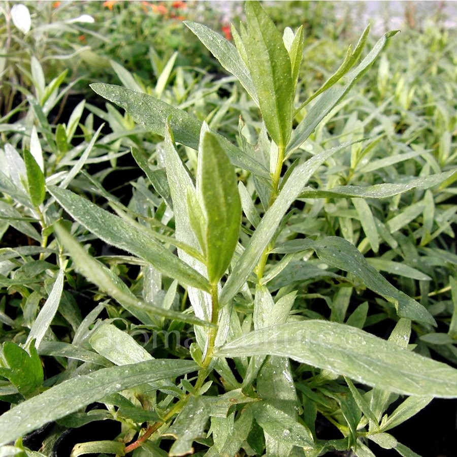 ARTEMISIA DRACUNCULUS ESTRAGON
