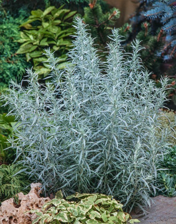 [1276] ARTEMISIA LUDOVICIANA (Caduc, 50/100)