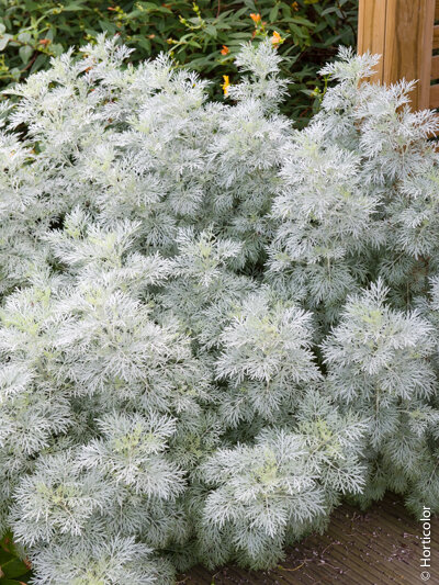 [1278] ARTEMISIA POWIS (Caduc, 50/100)
