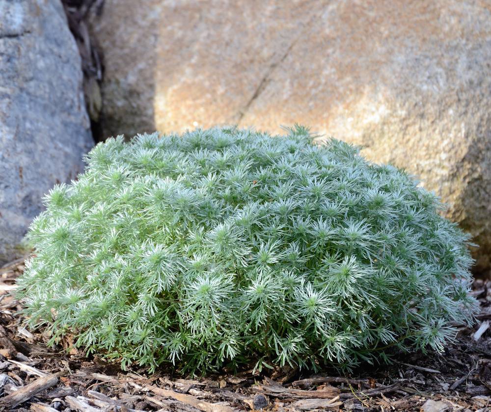 [1281] ARTEMISIA SCHMIDTIANA (Caduc, 20/50)