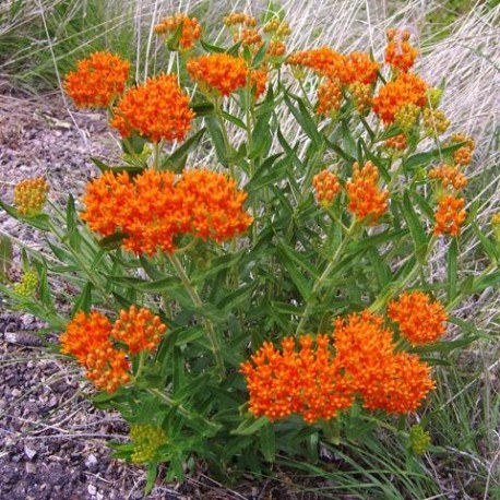 [1473] ASCLEPIAS TUBEROSA (Caduc, 50/100)