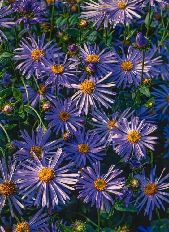 ASTER AMELLUS