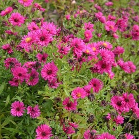 ASTER DUMOSUS
