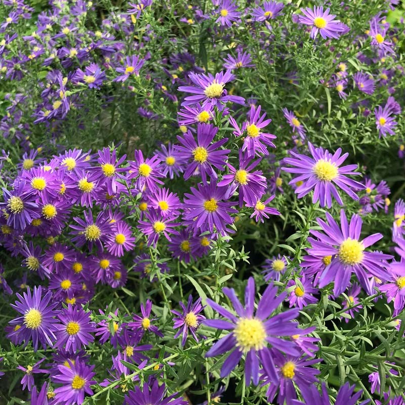 [1509] ASTER ERICOIDES BLUE WONDER BLEU (Caduc, 50/100)
