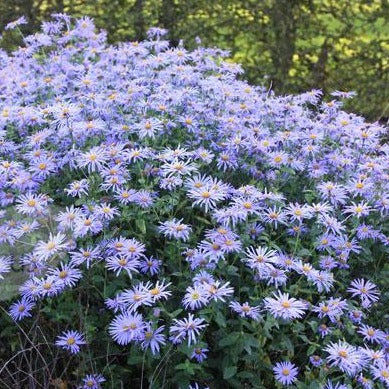 [1510] ASTER FRIKARTII (Caduc, 50/100)