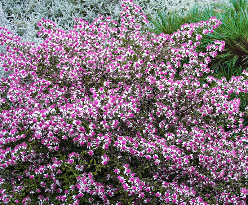 ASTER LATERIFLORUS LADY IN BLACK