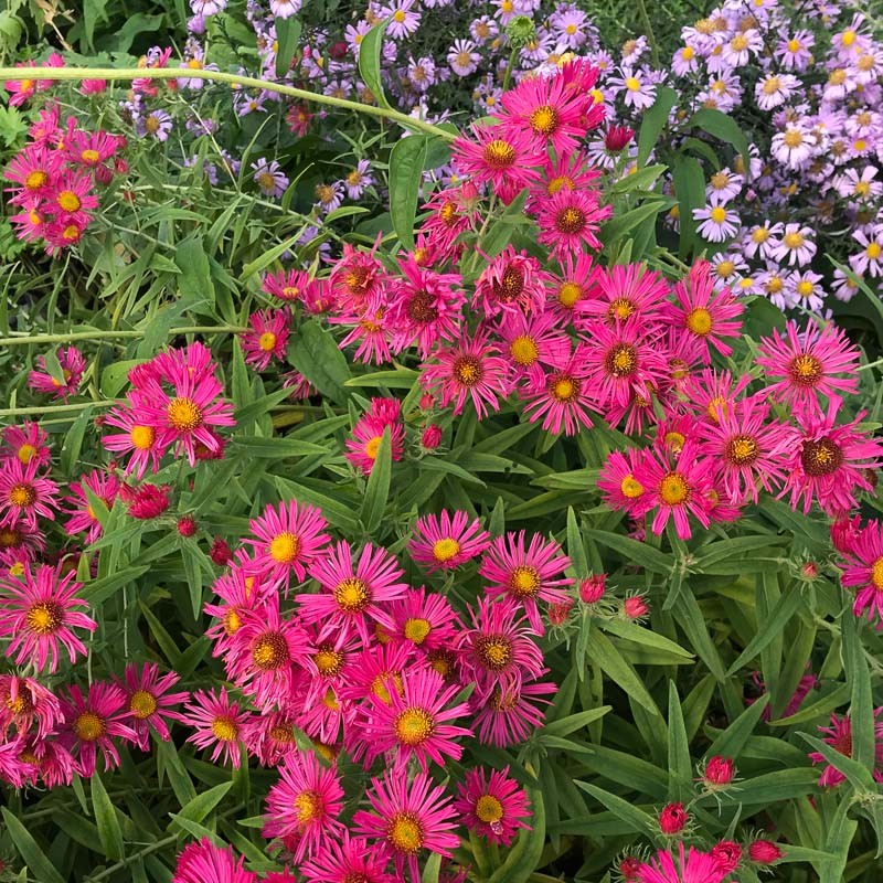 [1514] ASTER NOVAE-ANGLIAE GDT