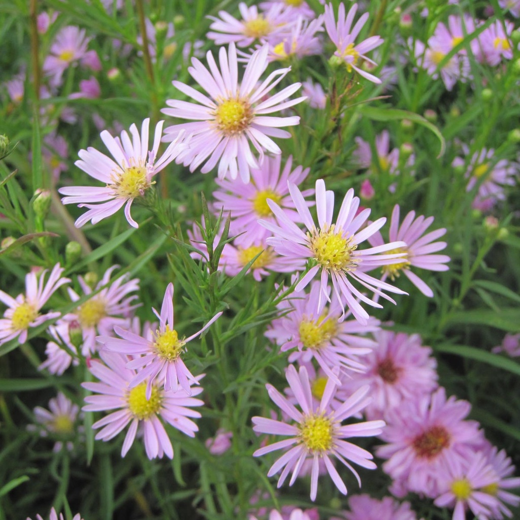 ASTER PRINGLEI