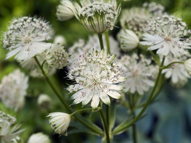 ASTRANTIA MAJOR ALBA
