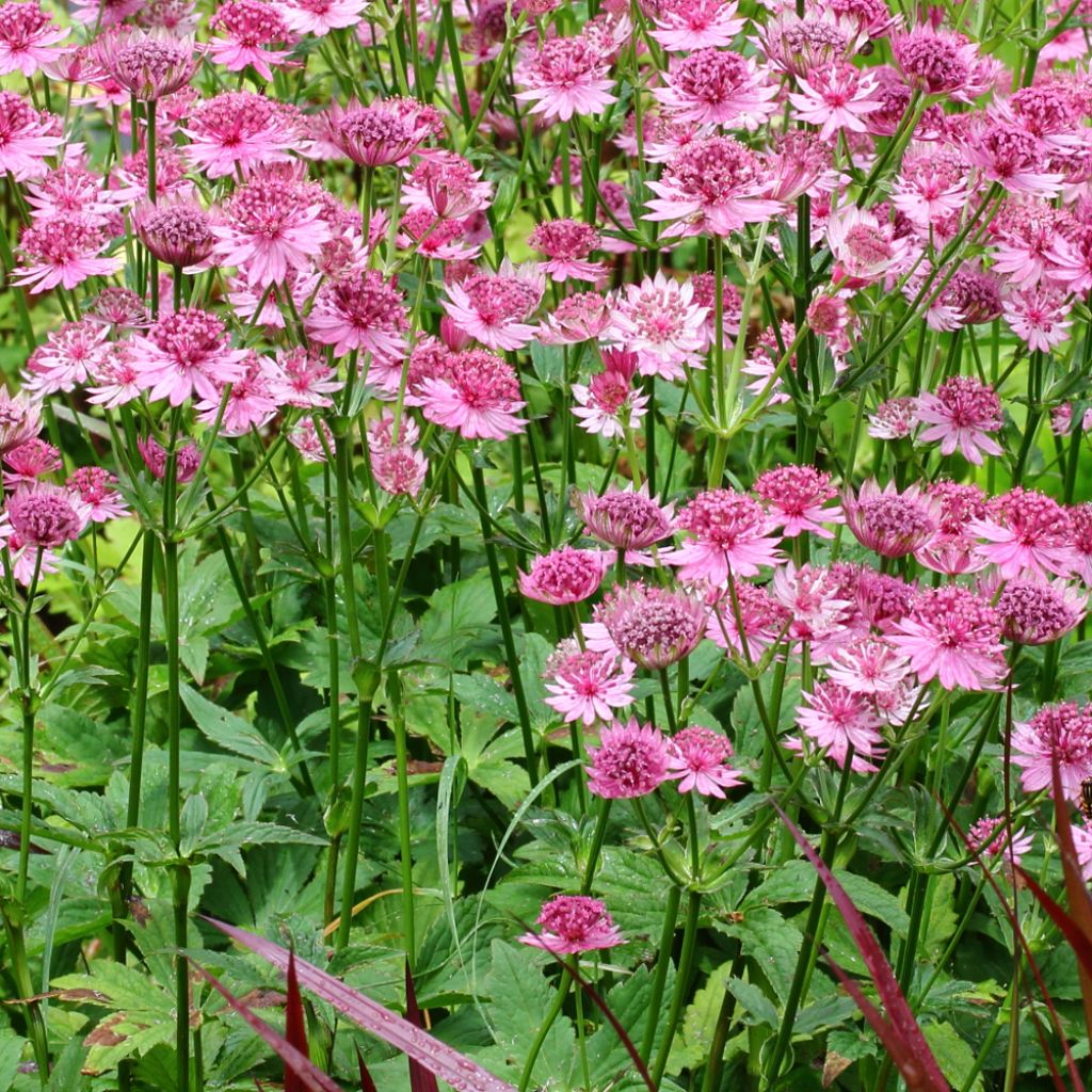 ASTRANTIA MAJOR ROSEA