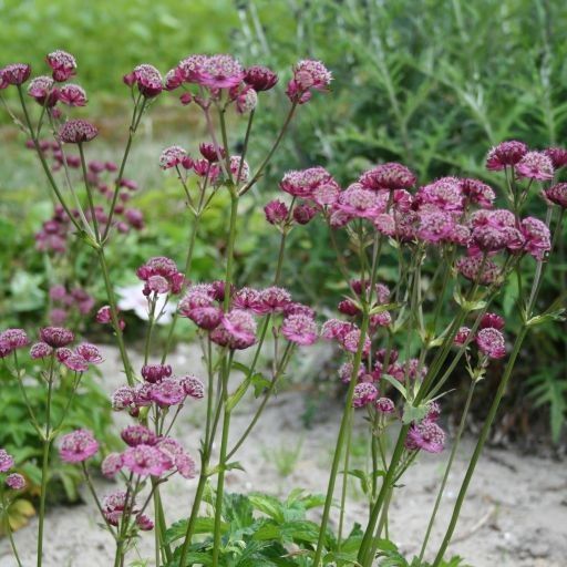 [1530] ASTRANTIA MAJOR RUBRA (Caduc, 50/100)
