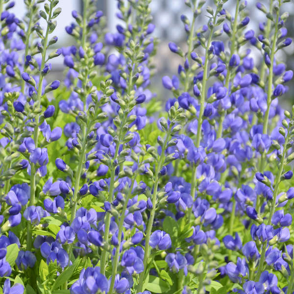 [1716] BAPTISIA AUSTRALIS (Caduc, 50/100)