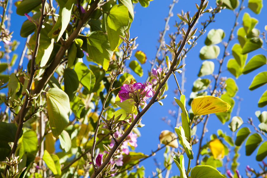 BAUHINIA PURPUREA - TIGE