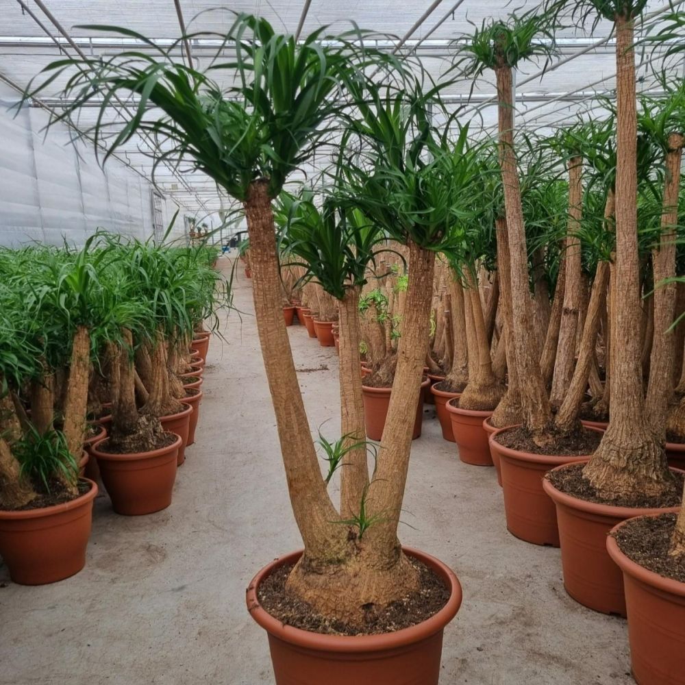 BEAUCARNEA IN VARIETA