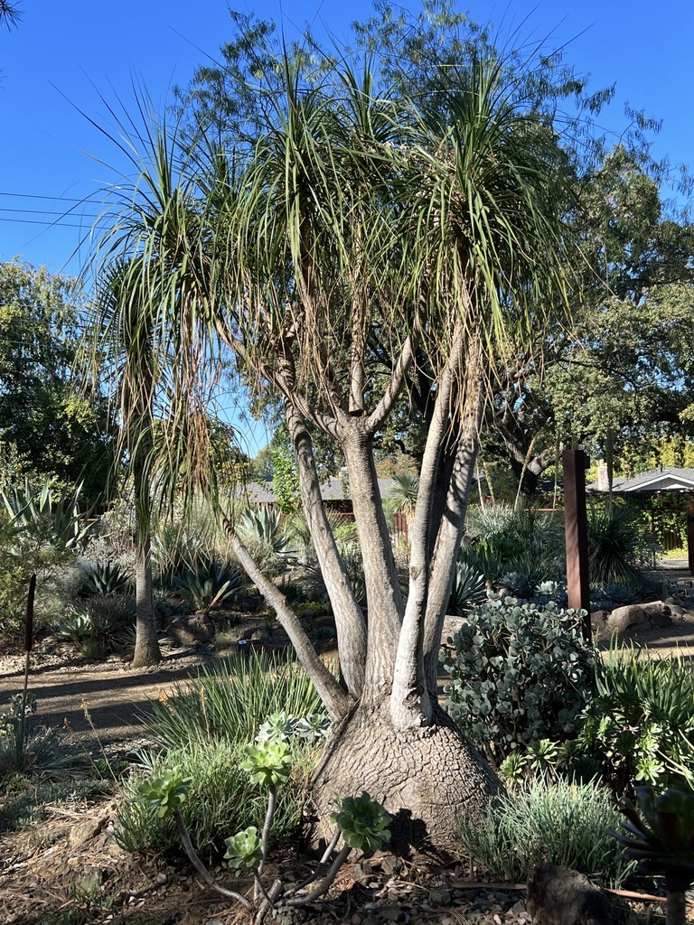 [1746] BEAUCARNEA RECURVATA (Persistant, 150/200)