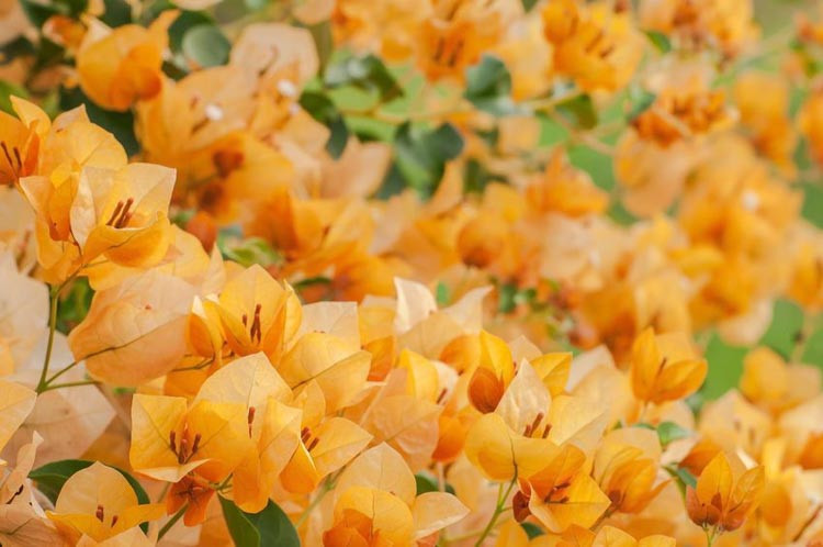 [1897] BOUGAINVILLEA CALIFORNIA GOLD (Persistant, 150/200)
