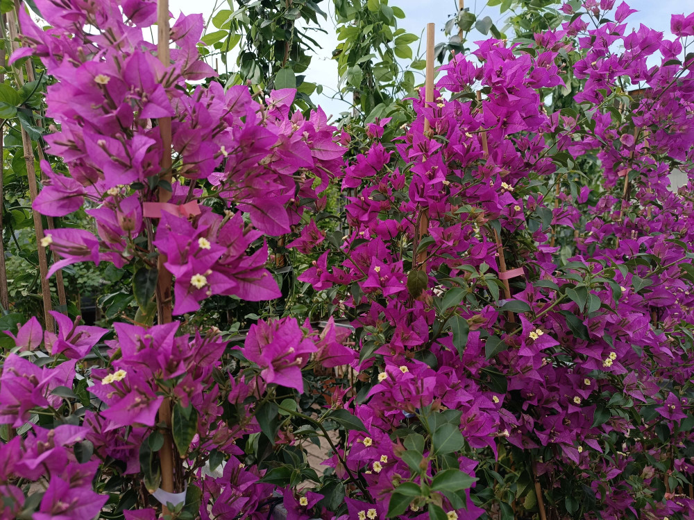 [1900] BOUGAINVILLEA GLABRA SANDERIANA (VIOLA) (Persistant, 3 à 5 m)