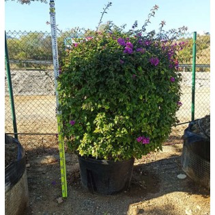 [1903] BOUGAINVILLEA GLABRA SANDERIANA (VIOLA) - QUART TIGE (Persistant, 250/300)