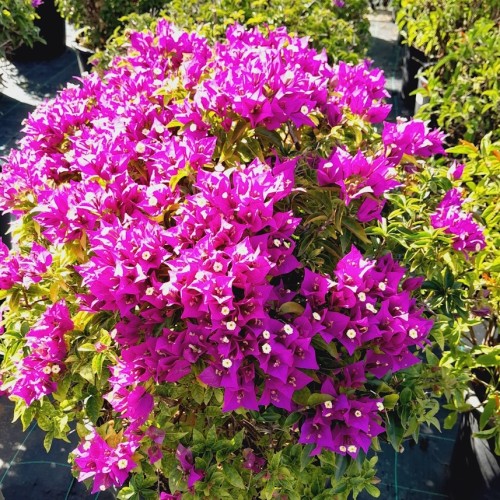 BOUGAINVILLEA GLABRA SANDERIANA (VIOLA) - BOULE